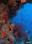 pic for deep sea